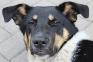 Education canine Carcassonne - Communiquer avec son chien