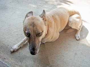 peur-chien-agression-comportement