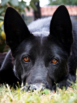 Education-canine-Cacassonne-Aude