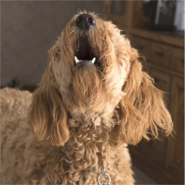 peur-chien-agression-comportement