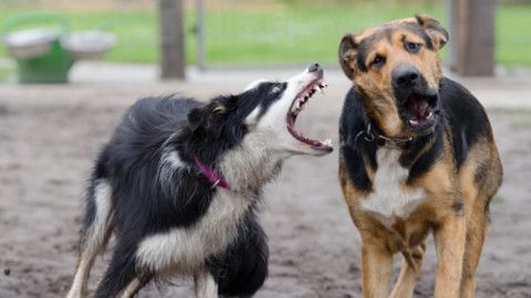 galerie/articles/communication-chien.jpg